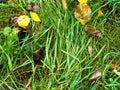 Wet grass on lawn in park close up in rain Royalty Free Stock Photo