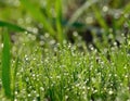 Wet grass with many morning dewdrops