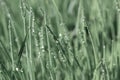 Wet grass with shiny waterdrops on leaves Royalty Free Stock Photo