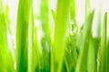 Wet grass in sun rays Royalty Free Stock Photo