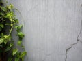 a wet gray concrete wall from rainwater against a foreground of creeping greenery. Natural background, natural material concept Royalty Free Stock Photo