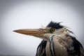 A wet gray haron with wet feathers