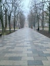 Wet gray park with a path between the trees. Late and rainy autumn,early morning Royalty Free Stock Photo