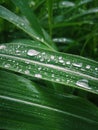 Wet green African grass. Water droplets Royalty Free Stock Photo