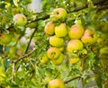 Wet green apples in summer season after rain Royalty Free Stock Photo
