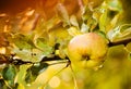 Wet green apples in summer season after rain Royalty Free Stock Photo