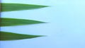 Wet green blade of grass isolated Royalty Free Stock Photo