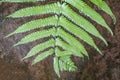 Wet green fern leaf on texture ground rock Royalty Free Stock Photo