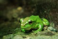 Wet green frog waiting for something