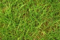 Wet green grass Royalty Free Stock Photo