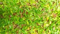 Wet Green Grass Closeup Background Royalty Free Stock Photo