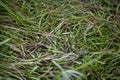 Wet green grass closeup Royalty Free Stock Photo