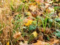 Wet green grass covered by fallen leaves in autumn Royalty Free Stock Photo
