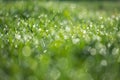 Wet green grass with dew lawn backround Royalty Free Stock Photo