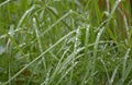 Wet green grass Royalty Free Stock Photo