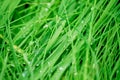 Wet green grass growing in the field, close-up of a drop of dew