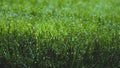 wet green grass that has dew drops on the blades of its leaves Royalty Free Stock Photo