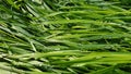 Wet green grass texture with water drops after rain Royalty Free Stock Photo