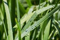 Wet Green Grass Royalty Free Stock Photo