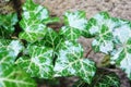 Wet green Ivy Leaves in the Garden after Rain in the Sun Royalty Free Stock Photo