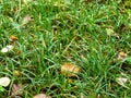 Wet green lawn with fallen leaves in autumn rain Royalty Free Stock Photo