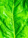 Wet Green leaf close up. Fresh leaves texture background. Natural eco wallpaper. Vegetarian food. Vegetable and vitamins products Royalty Free Stock Photo