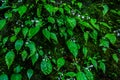 Wet green leaf fern and moss grow on the rock at Pang Sida waterfall, greenscape of Srakaew Thailand Royalty Free Stock Photo