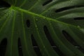 Wet green leaf of monstera plant with drops of water on a black background. Macro photography Royalty Free Stock Photo