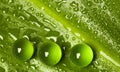 Wet green leaf pattern with marbles Royalty Free Stock Photo