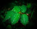 Wet rose leaf, green leaf with droplets, leaf after rain,rain drop on green leaf Royalty Free Stock Photo