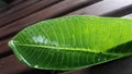Wet green leaf in wooden garden bench after the rain Royalty Free Stock Photo
