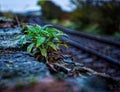 Wet green leafy plant growing on top of stone wall on a damp day Royalty Free Stock Photo