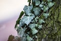 Wet green leaves of common ivy Hedera helix, or european ivy, english ivy crawling up the white walnut tree. Nature concept for de Royalty Free Stock Photo