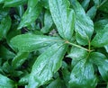 Wet green leaves, full screen image, selective focus Royalty Free Stock Photo