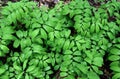 Wet, green leaves of a large group of smooth Solomon`s seal plants.