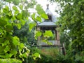 Wet green leaves of linden tree and bell tower Royalty Free Stock Photo