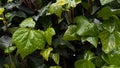 Wet green leaves with raindrops, close up on ivy plant. Nature background. Freshness concept for design and print. Macro Royalty Free Stock Photo