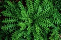 Wet green leaves thorny plant close-up, freshness after rain, bright background, vegetable texture. Royalty Free Stock Photo