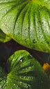 Wet green leaves Royalty Free Stock Photo