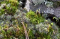 Wet green moss Polytrichum commune, common haircap, great golden maidenhair. Floral background macro close-up. Microscopic plant Royalty Free Stock Photo