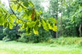 Wet green oak leaves and green trees on background Royalty Free Stock Photo