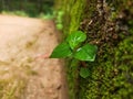 Wet green plant on a wall covered in moss in a park Royalty Free Stock Photo