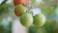 Wet green red tomato hanging stem bush closeup. Macro appetite meal concept. Royalty Free Stock Photo