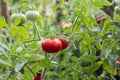 Wet green and red tomatoes growing in a garden