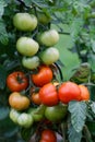 Wet green and red tomatoes. Royalty Free Stock Photo