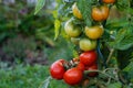 Wet green and red tomatoes. Royalty Free Stock Photo