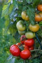 Wet green and red tomatoes. Royalty Free Stock Photo