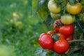 Wet green and red tomatoes. Royalty Free Stock Photo