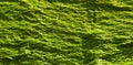 Green seaweed background Royalty Free Stock Photo