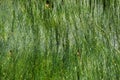 Wet green seaweed Royalty Free Stock Photo